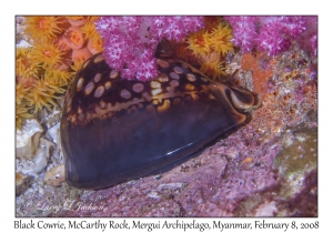 Black Cowrie