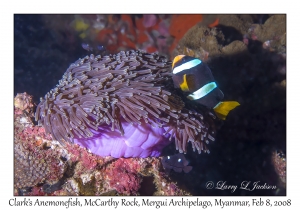 Clark's Anemonefish