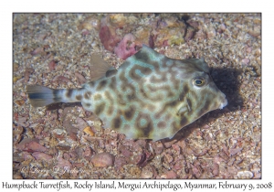 Humpback Turretfish