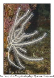 Sea Fan