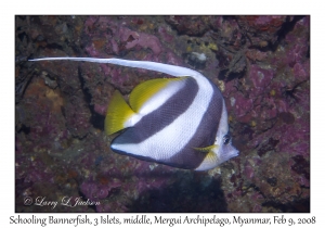 Schooling Bannerfish