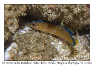 Horseshoe-tailed Dottyback male