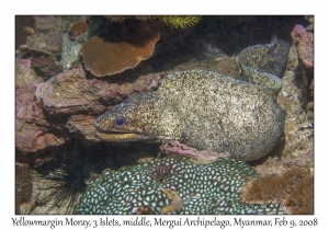 Yellowmargin Moray