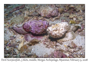 Devil Scorpionfish