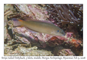 Stripe-tailed Dottyback