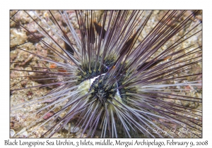 Black Longspine Sea Urchin variation