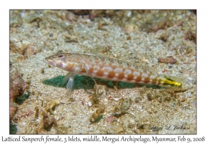 Latticed Sandperch