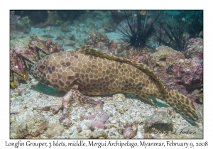 Longfin Grouper