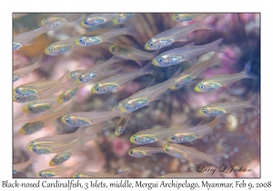 Black-nosed Cardinalfish