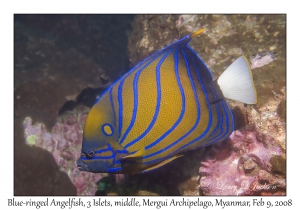 Blue-ringed Angelfish