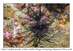 Indian Lionfish