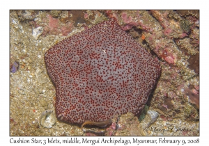 Cushion Star