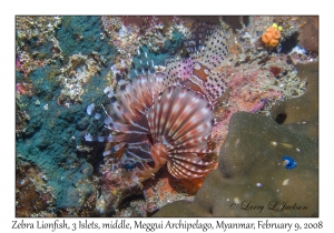 Zebra Lionfish