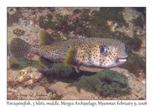 Porcupinefish