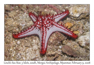 Linck's Sea Star