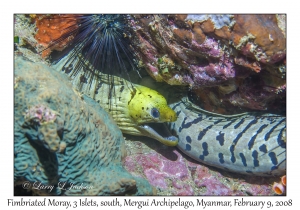 Fimbriated Moray