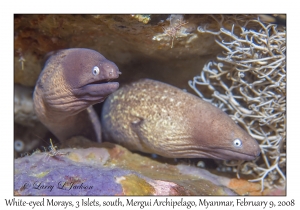 White-eyed Morays