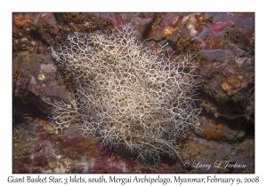 Giant Basket Star