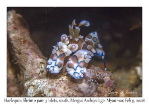 Harlequin Shrimp pair