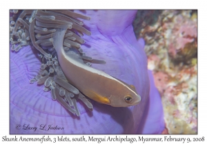 Skunk Anemonefish