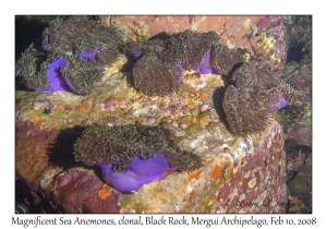 Magnificent Sea Anemones