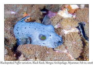 Blackspotted Puffer variation