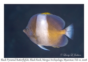 Black Pyramid Butterflyfish