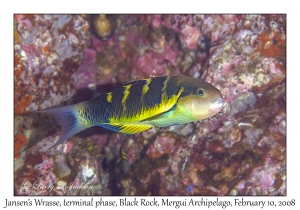 Jansen's Wrasse