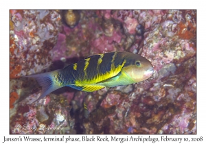 Jansen's Wrasse