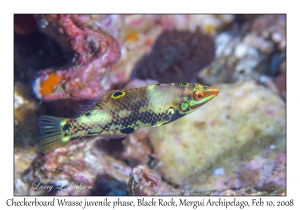 Checkerboard Wrasse