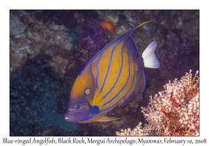 Blue-ringed Angelfish