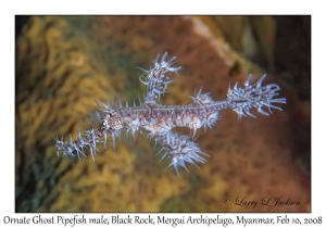 Ornate Ghost Pipefish