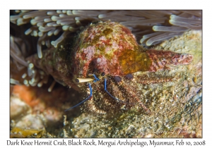 Dark Knee Hermit Crab