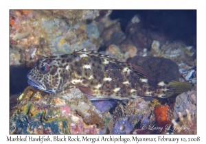 Marbled Hawkfish