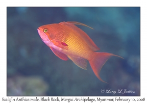 Scalefin Anthias male