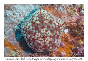 Cushion Star