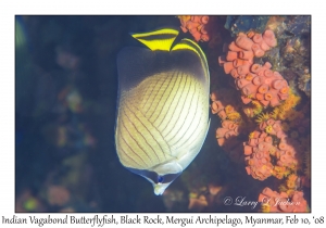 Indian Vagabond Butterflyfish