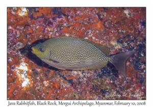 Java Rabbitfish