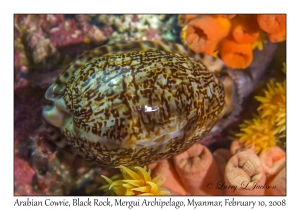 Arabian Cowrie