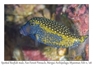 Spotted Boxfish