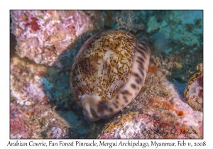 Arabian Cowrie