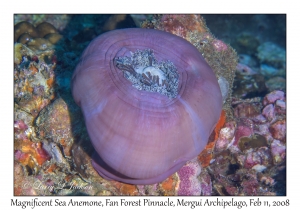 Magnificent Sea Anemone