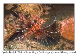 Spotfin Lionfish