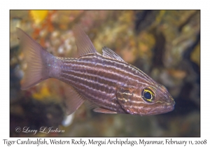 Tiger Cardinalfish