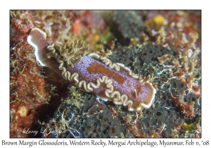 Brown Margin Glossodoris