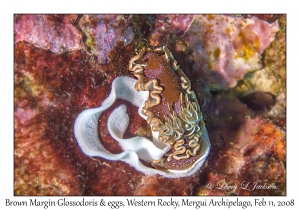 Brown Margin Glossodoris & eggs