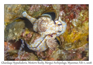 Ghardaqa Hypselodoris