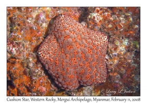 Cushion Star