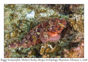 Raggy Scorpionfish