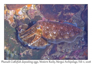 Pharaoh Cuttlefish depositing eggs